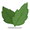 Green Tea Leaf.png